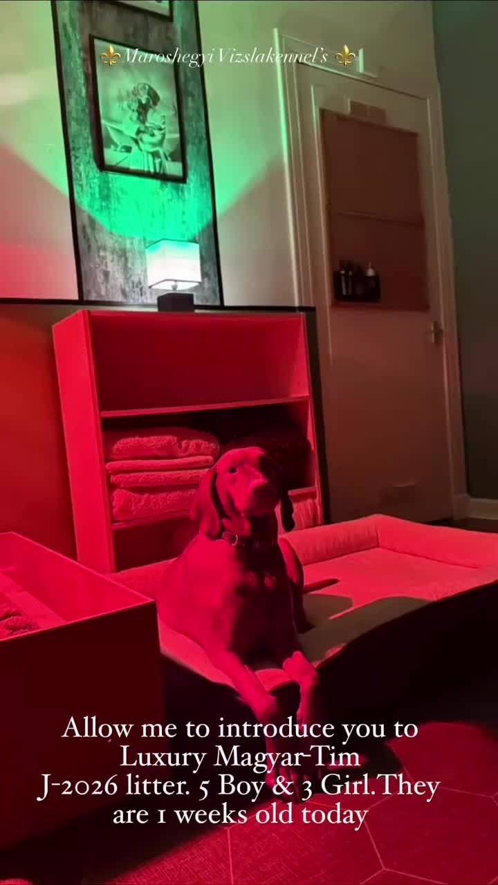 Hungarian Vizsla dogs for sale: 🇭🇺 Hungarian Vizsla puppies 🇭🇺 - Video 2