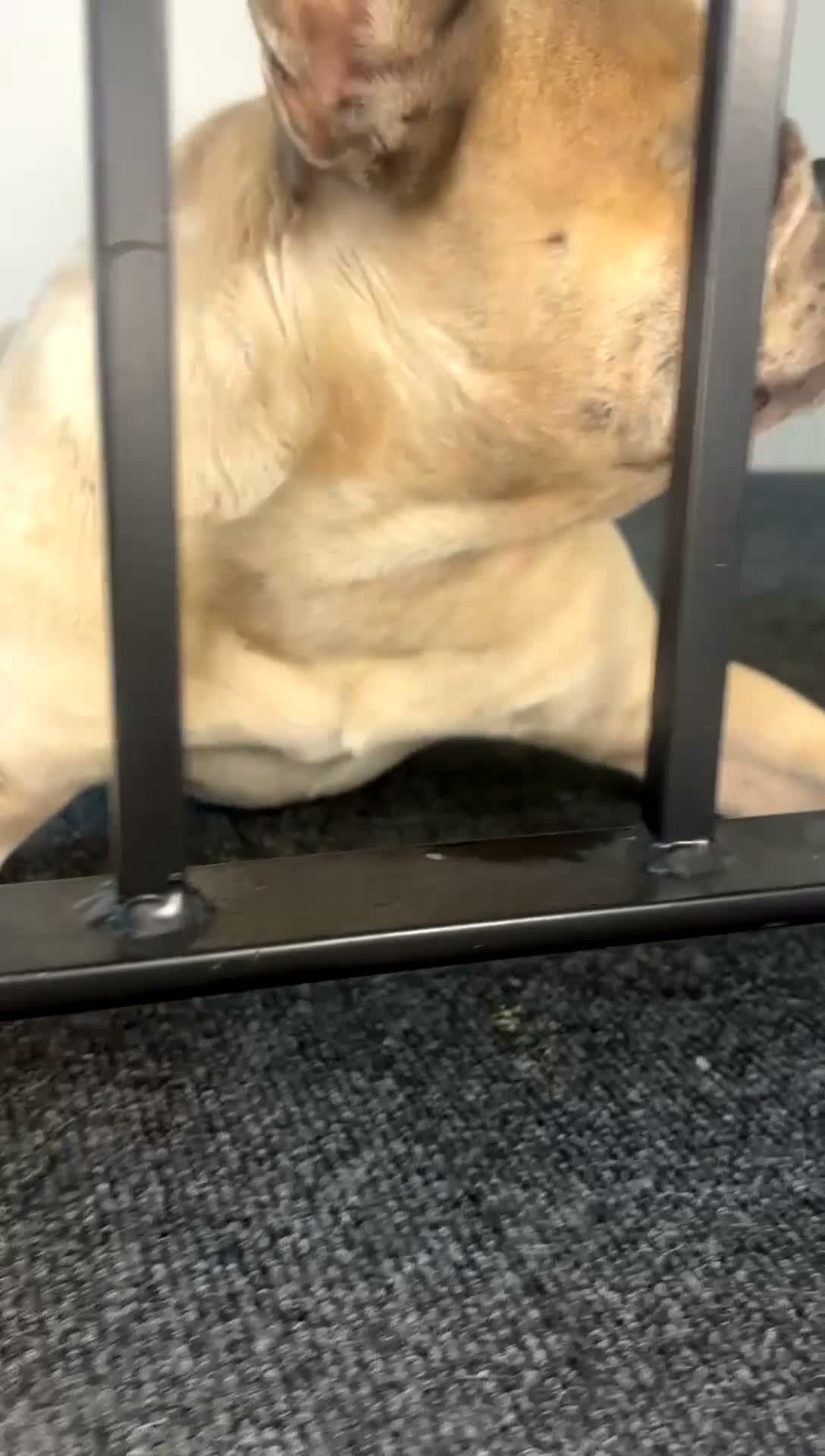 French Bulldog dogs for sale: French bull dog free  - Video 1