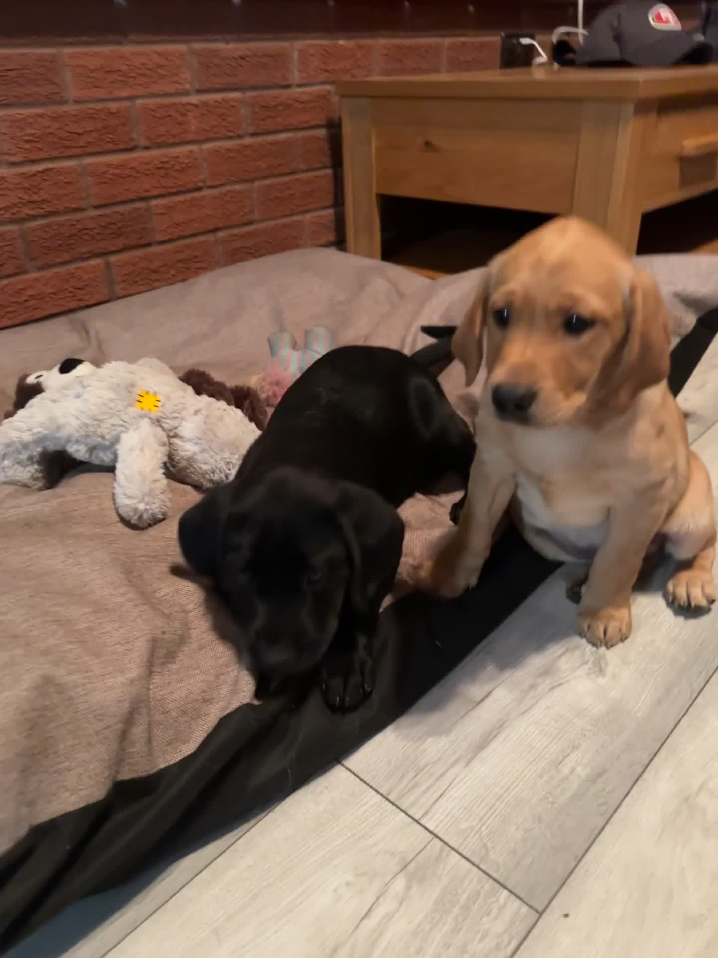 Labrador Retriever dogs for sale: Ready to leave! Beautiful KC Fox Red Labrador Girl - Video 2