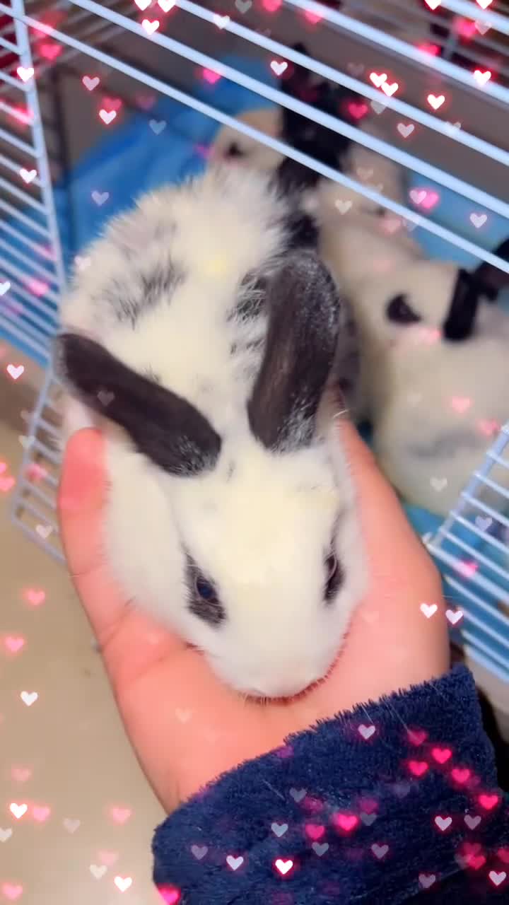 English Spot rabbits for sale: 🐰Beautiful Rabbits Available to Loving Homes🐰 - Video 1
