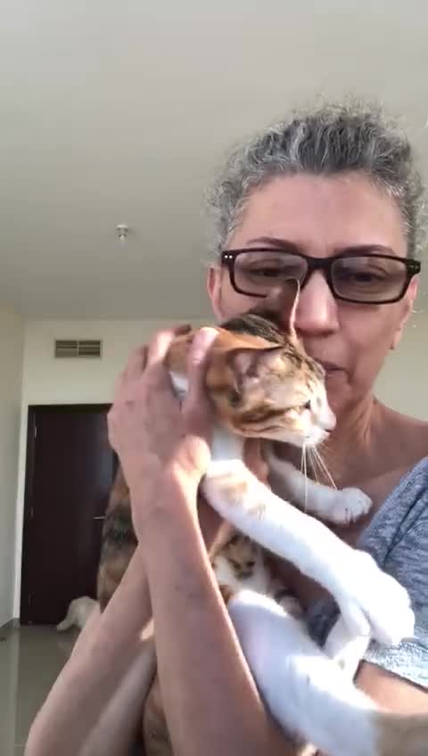 Mixed Breed cats for adoption: TALULA RARE GINGER GIRL- CALLIE BONDED PAIR SPAYED - Video 1