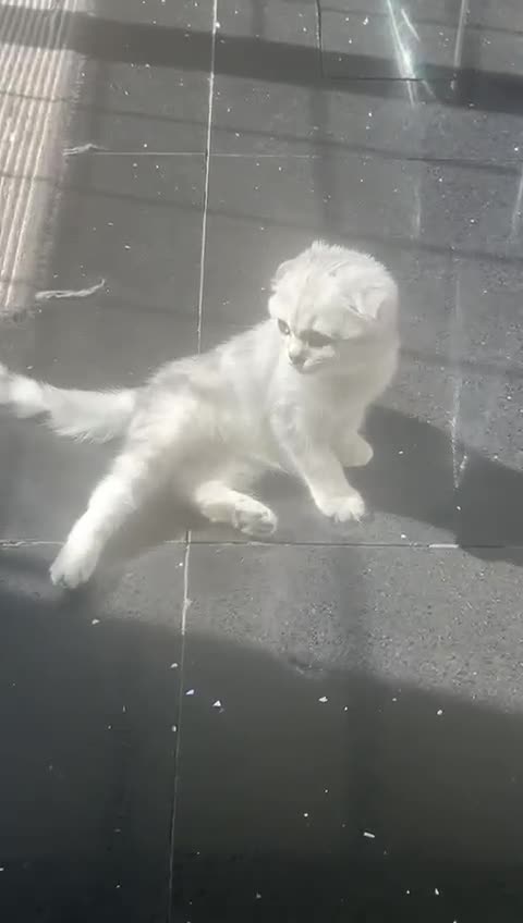 Scottish Fold cats for sale: Scottish Fold Kitten For Sale - Video 1