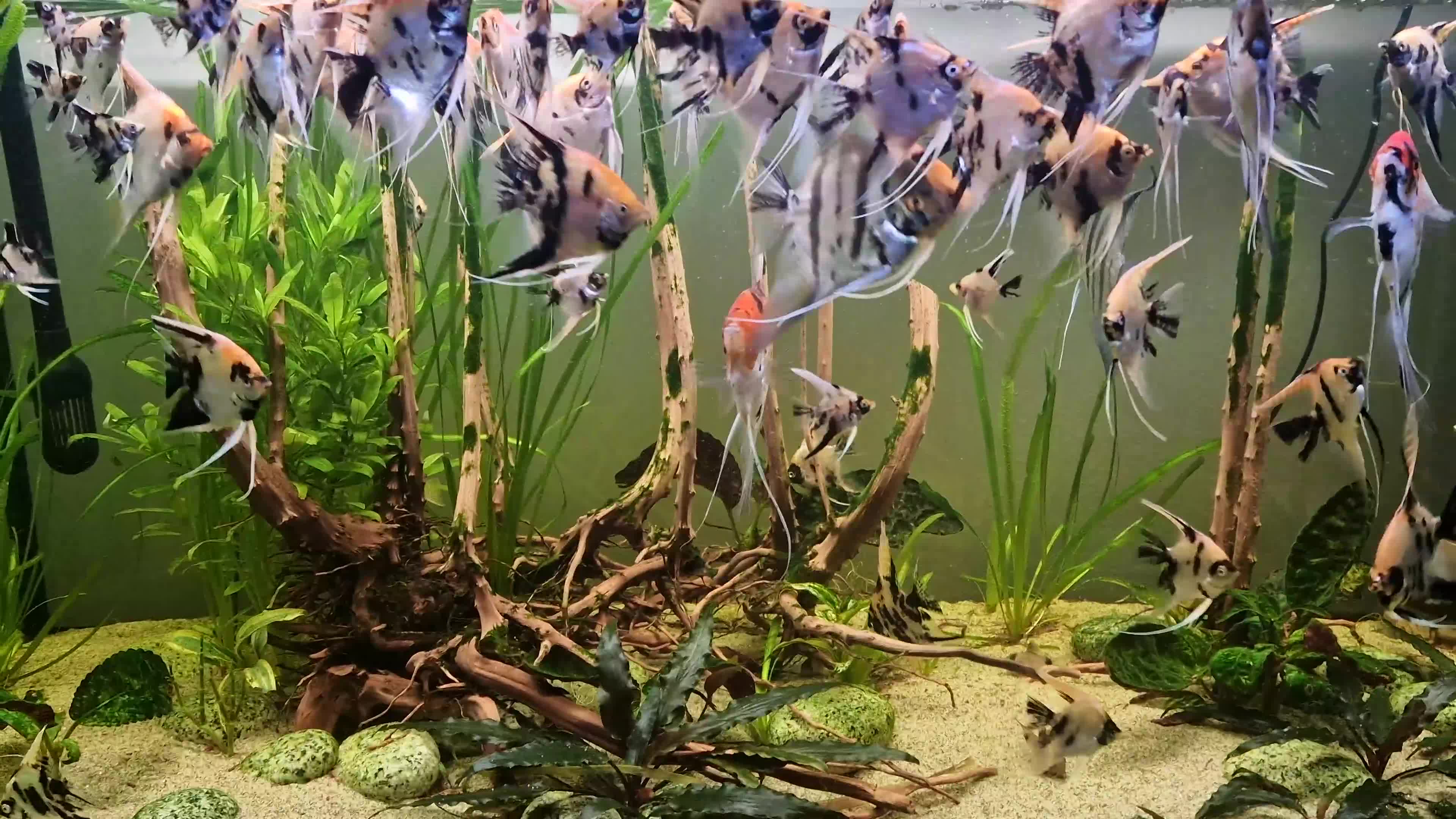 Angelfish fish for sale: Koi Angelfish - Video 3