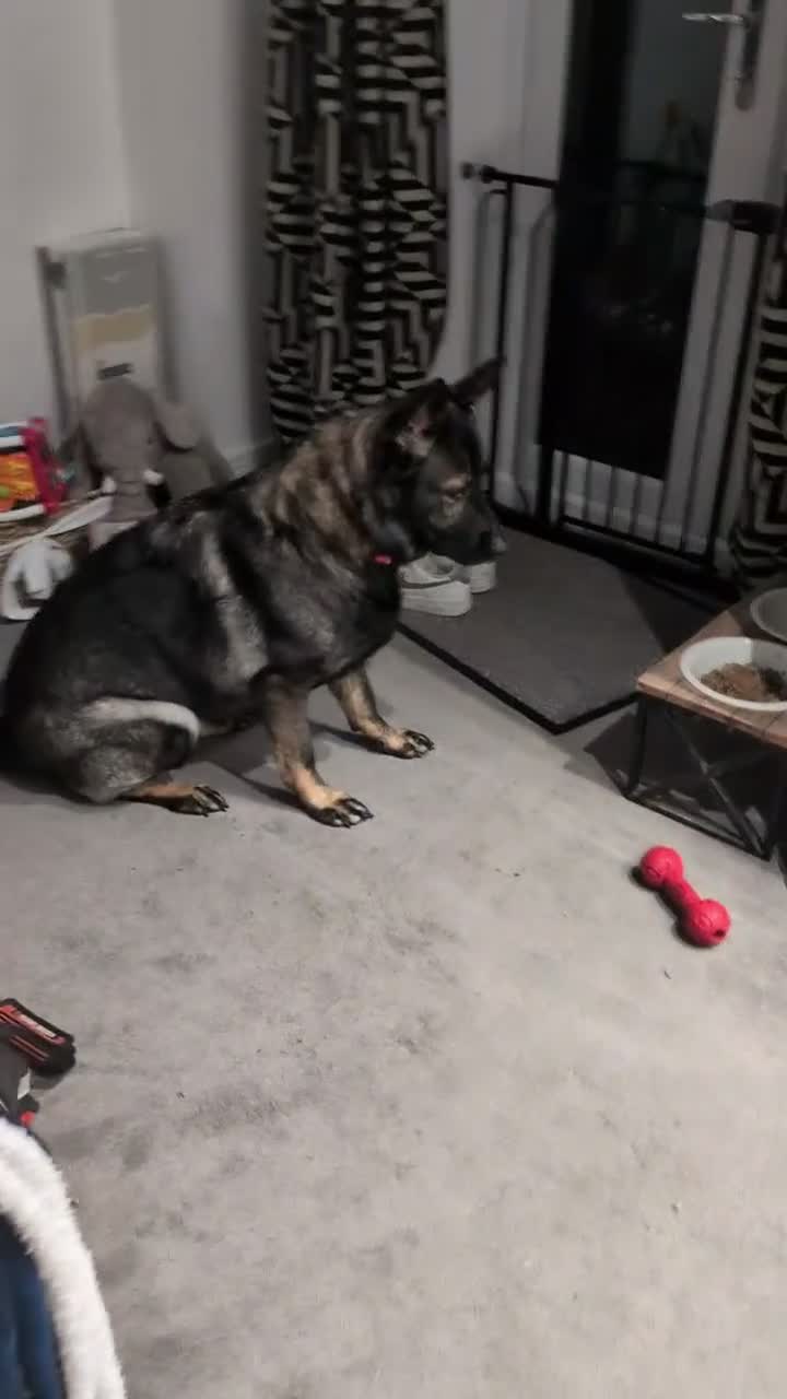 German Shepherd dogs for sale: Queenie 2 year old GS - Video 2