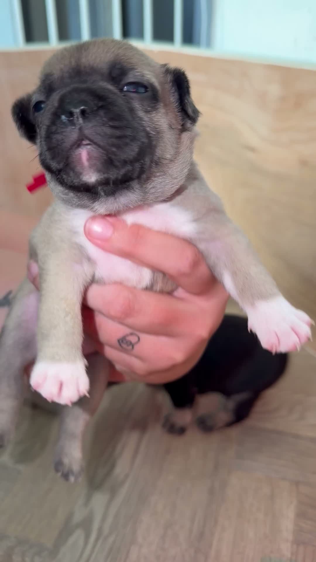 French Bulldog dogs for sale: 5 beautiful French bulldog puppies in Tamworth - Video 3