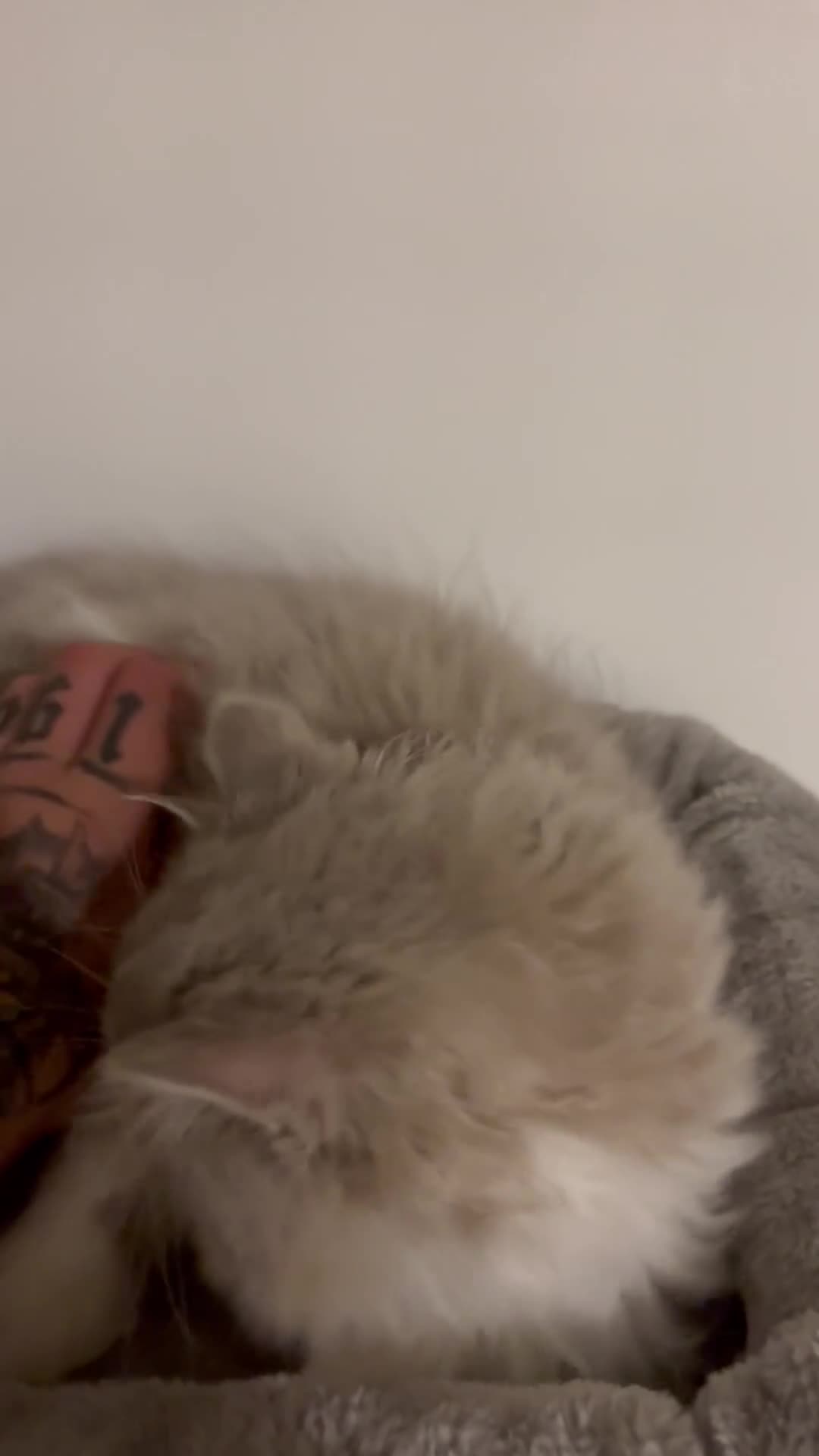 British Shorthair cats for sale: Ready now  GCCF BLH bi boy  - Video 2