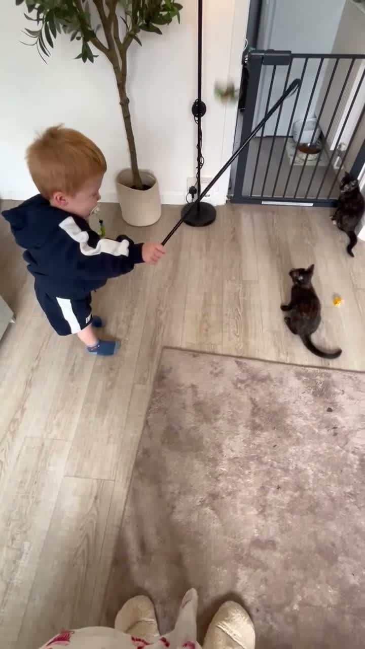 Mixed Breed cats for sale: 2 female kittens Bengal X Mainecoone in Exeter - Video 2