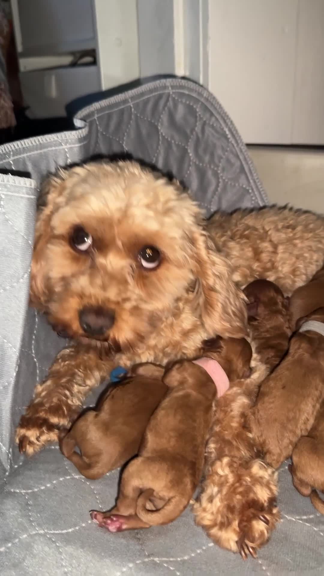 Cavapoo dogs for sale: Toy Cavapoo F1B - 4 girls & 3 boys - Video 1