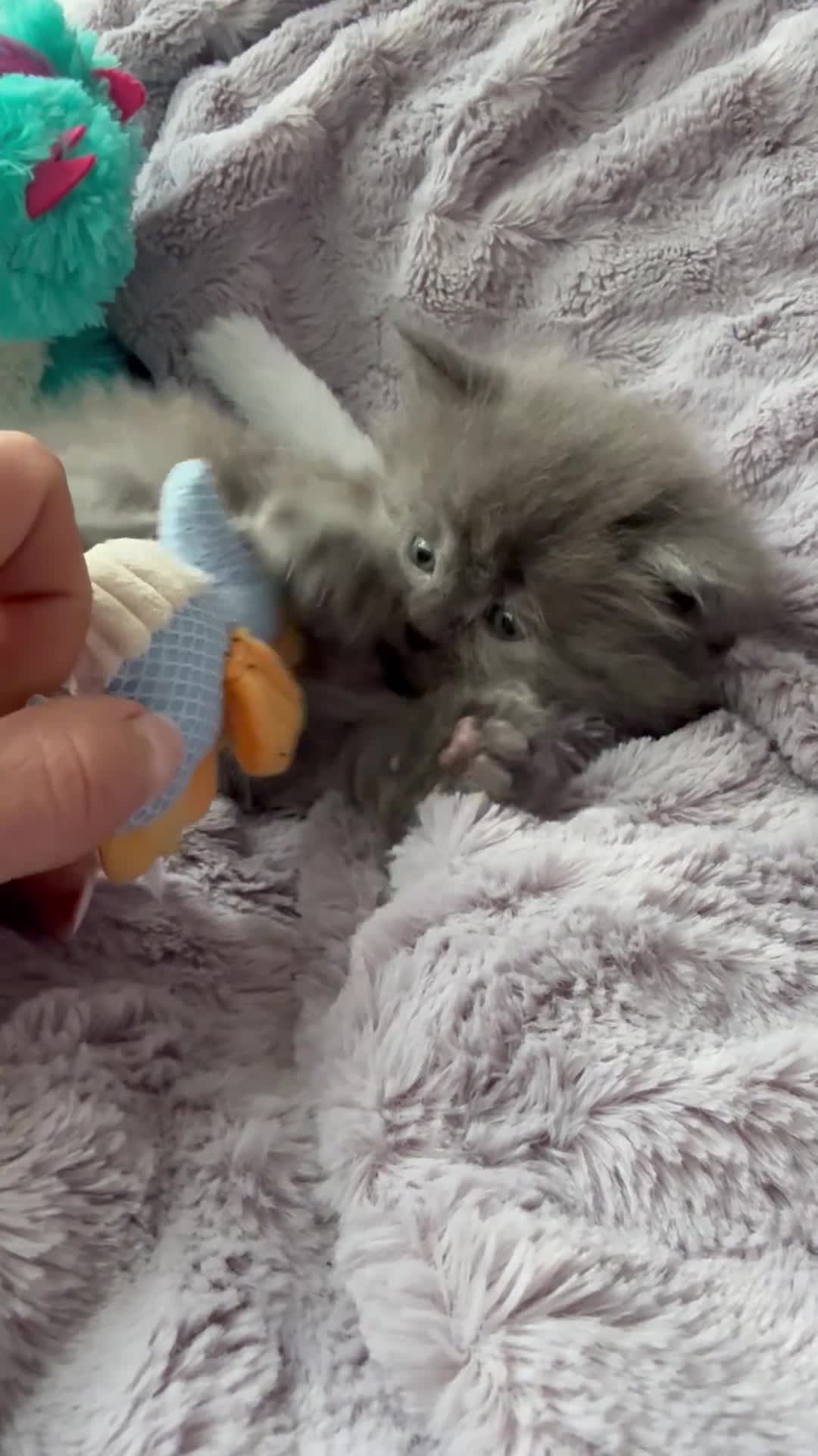 Mixed Breed cats for sale: Maine coon/Scottish fold /point  - Video 1