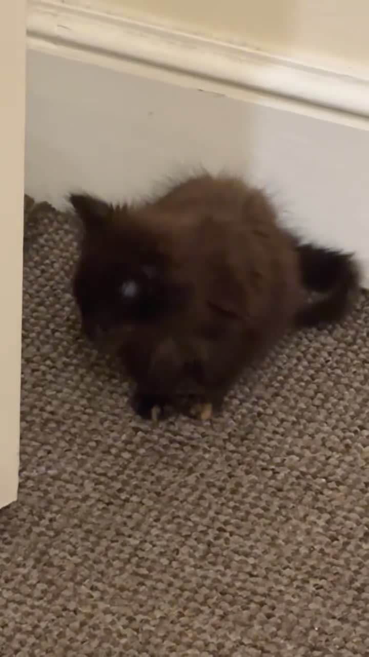 Mixed Breed cats for sale: Adorable Female Kitten – Loving Home Wanted - Video 1