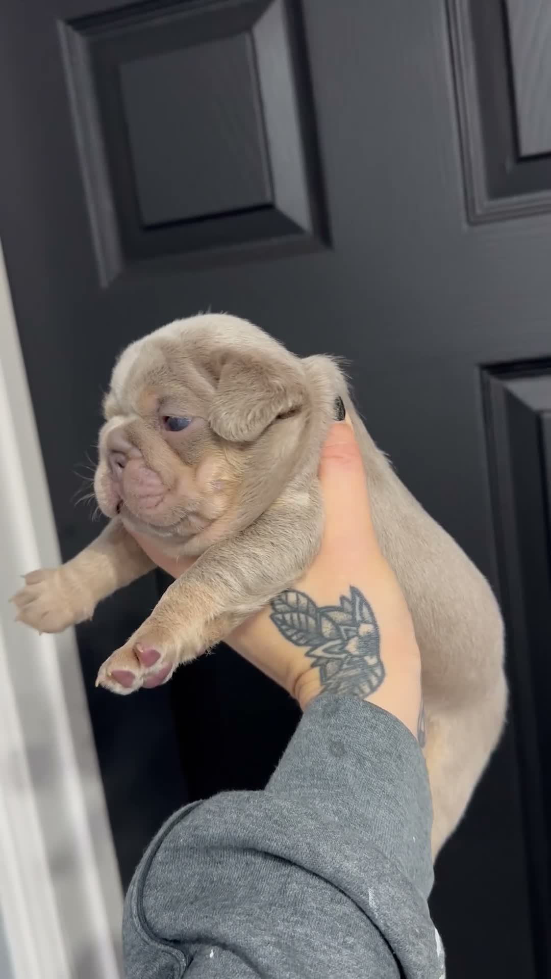 French Bulldog dogs for sale: 2 stunning boys left  in Newcastle upon Tyne - Video 1