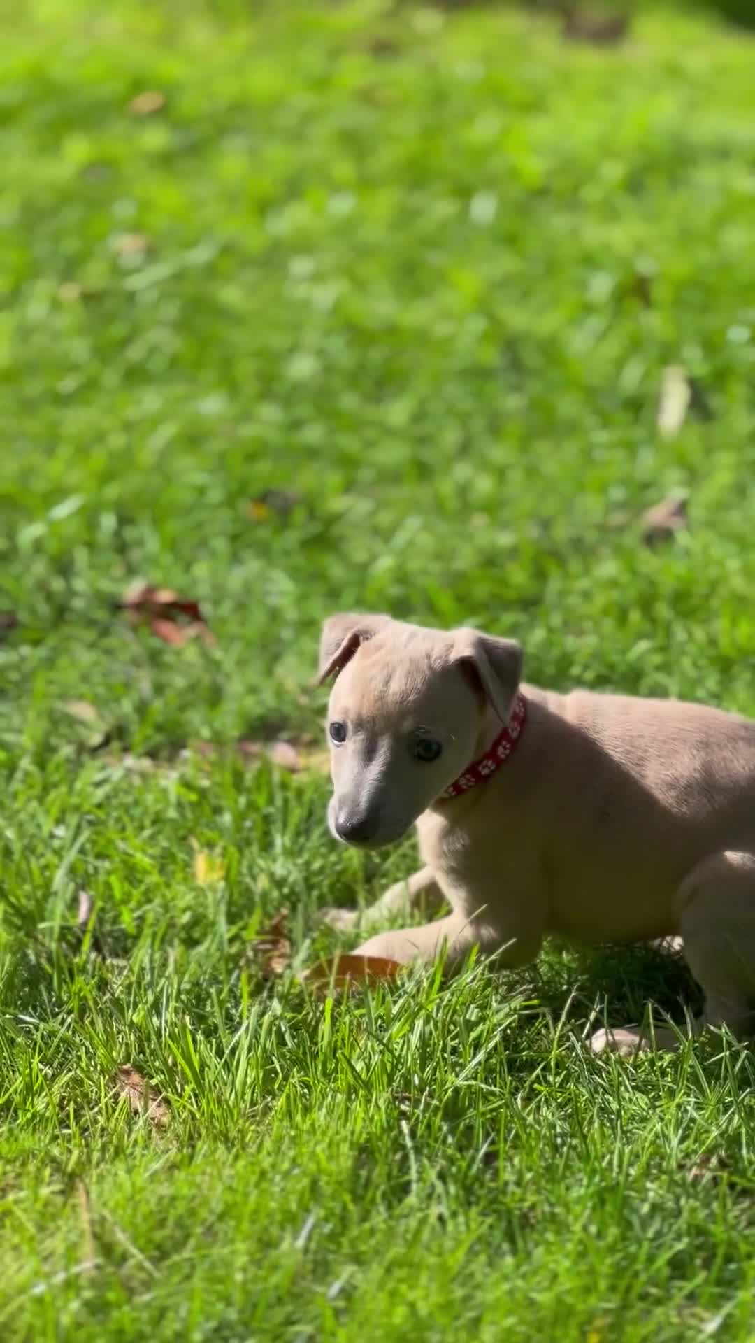 Whippet dogs for sale: READY NEXT WEEK! GORGEOUS WHIPPET PUPPIES - Video 2