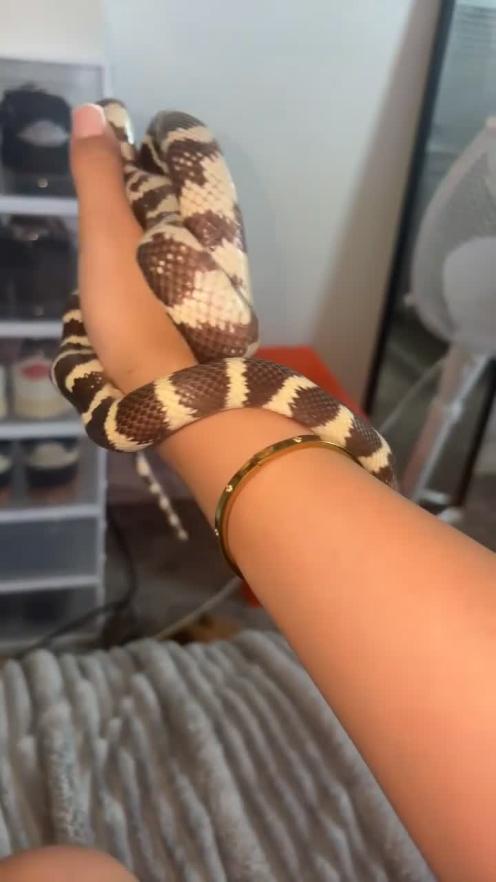 King Snake reptiles for sale: california kingsnake  in Nottingham - Video 1