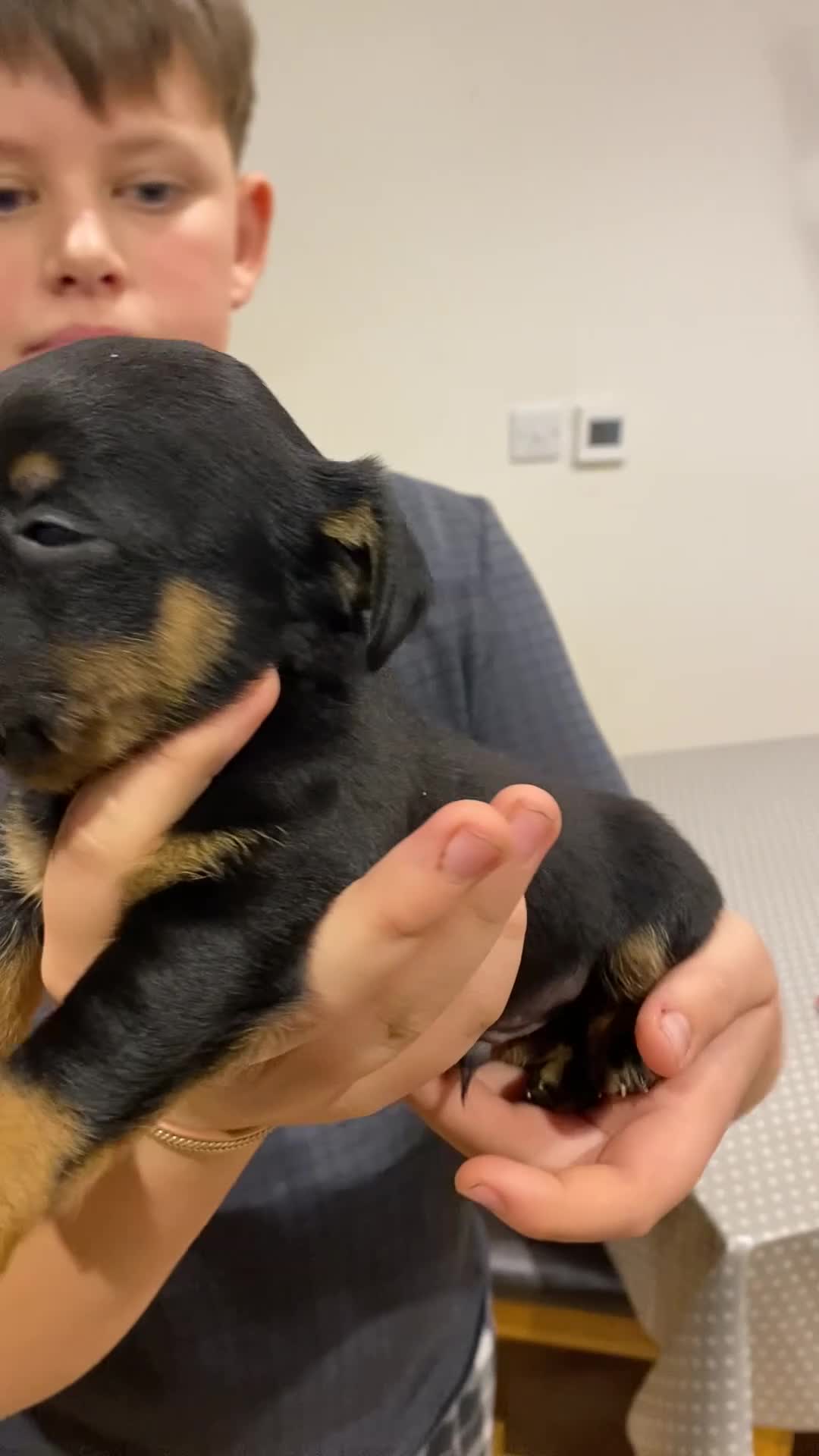 Jack Russell dogs for sale: Jack Russell pups - Video 4