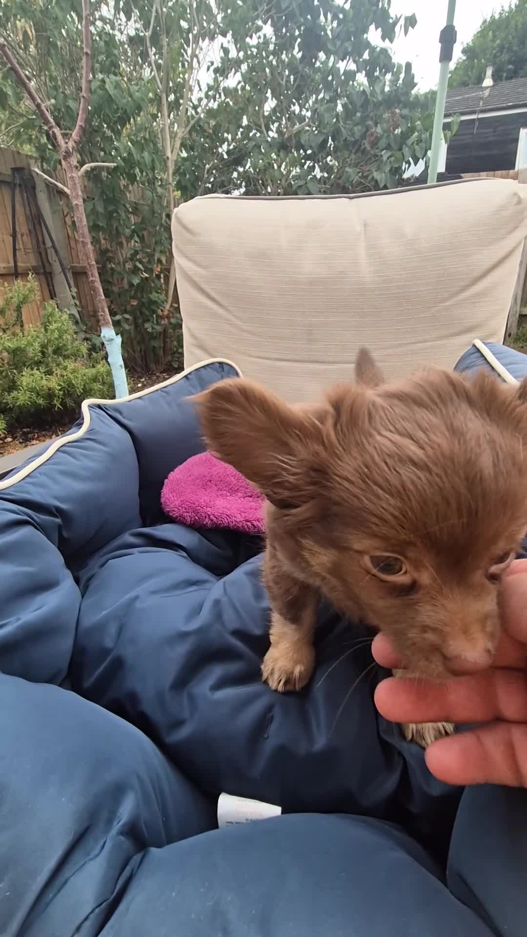 Chihuahua dogs for sale: Adorable chi boy  - Video 2