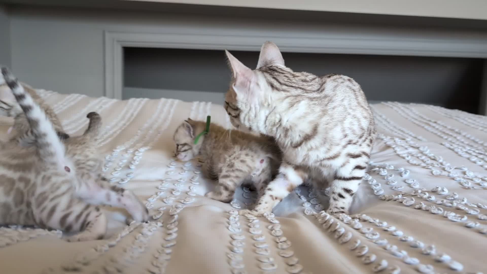 Bengal cats for sale: 🖤🩶🤍 BEAUTIFUL BENGAL KITTENS 🤍🩶🖤 - Video 1