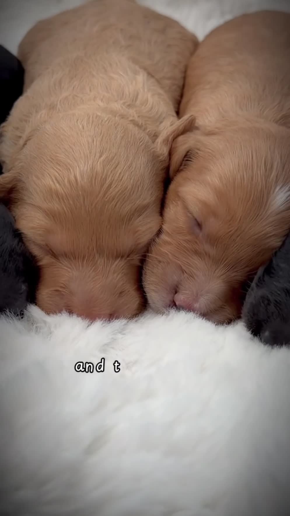 Cockapoo dogs for sale: Gorgeous F2 Cockapoo Puppies  - Video 2