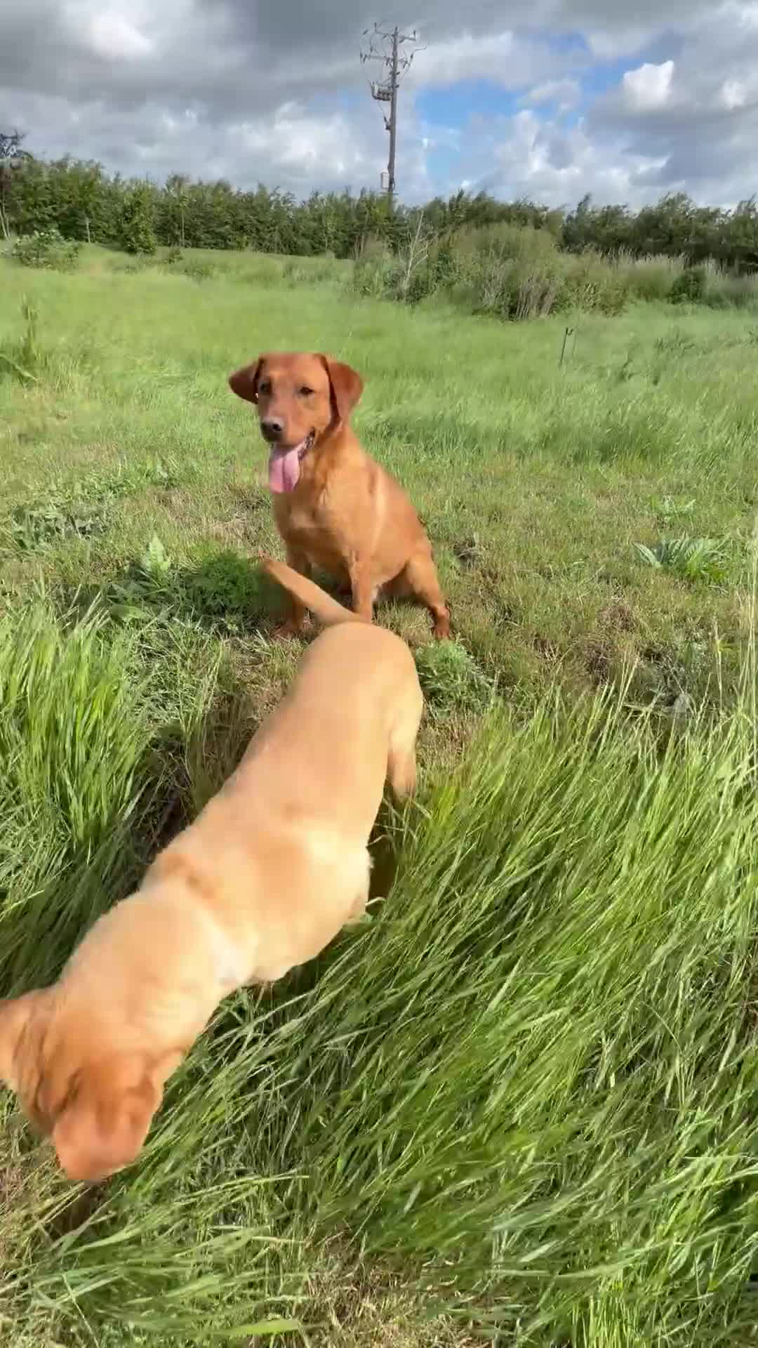 Labrador Retriever dogs for sale: Labrador Puppies - Video 1