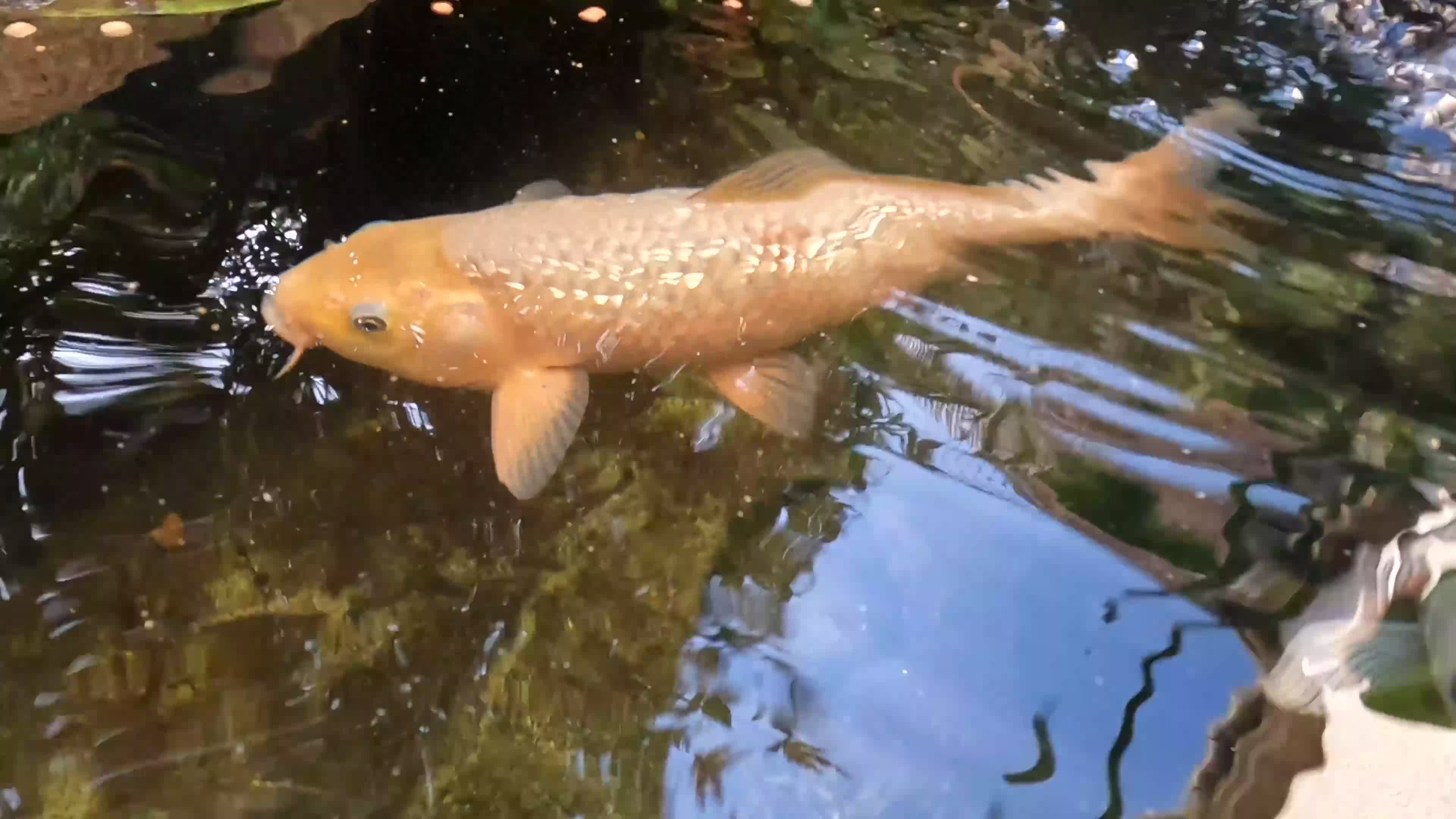 Koi Carp fish for sale: 2 koi Carp for sale  - Video 2