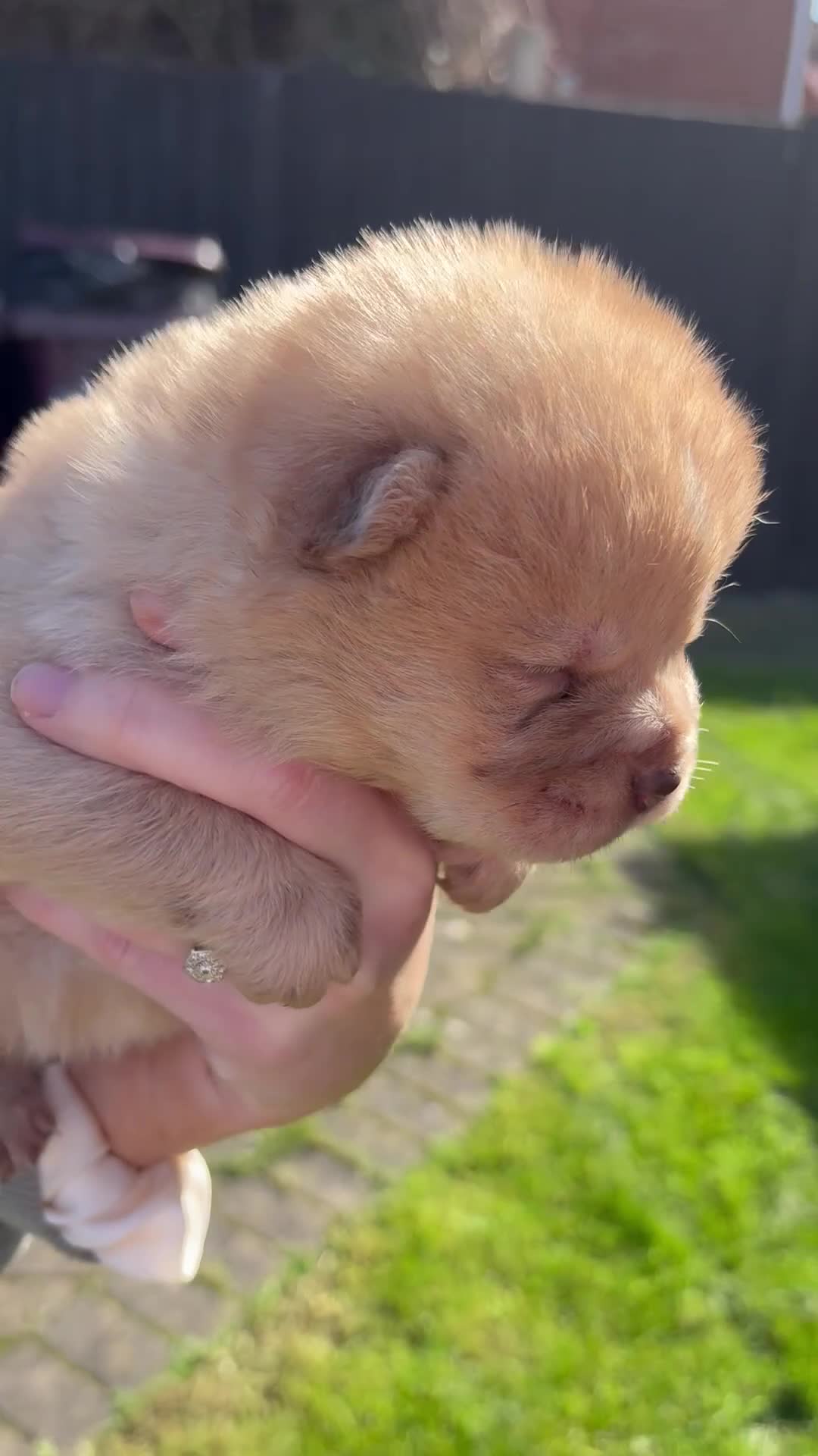 Chow Chow dogs for sale: Chow Puppies - Video 1