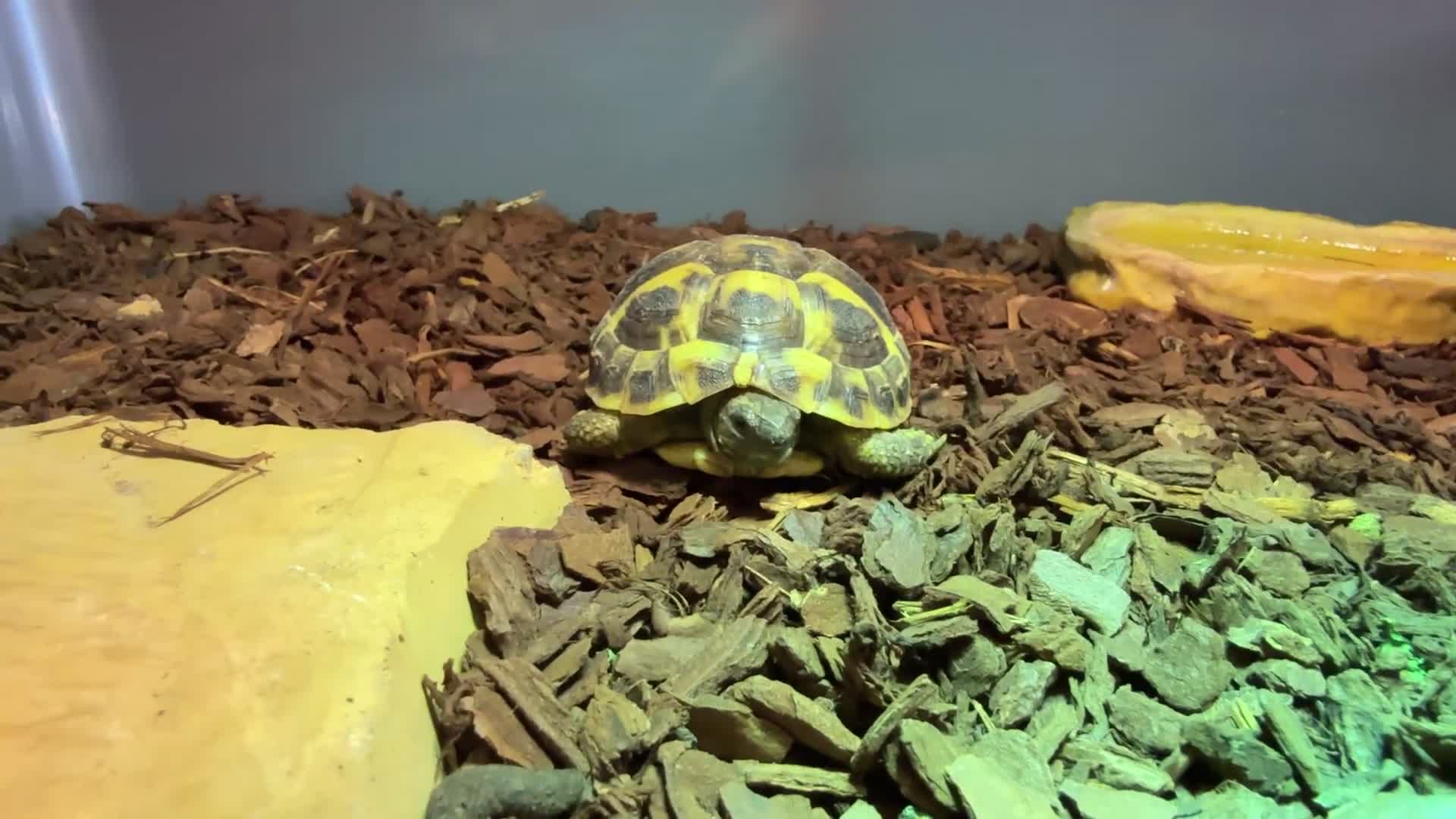 Hermann Tortoise reptiles for sale: Dorito the Hermann Tortoise - Video 1