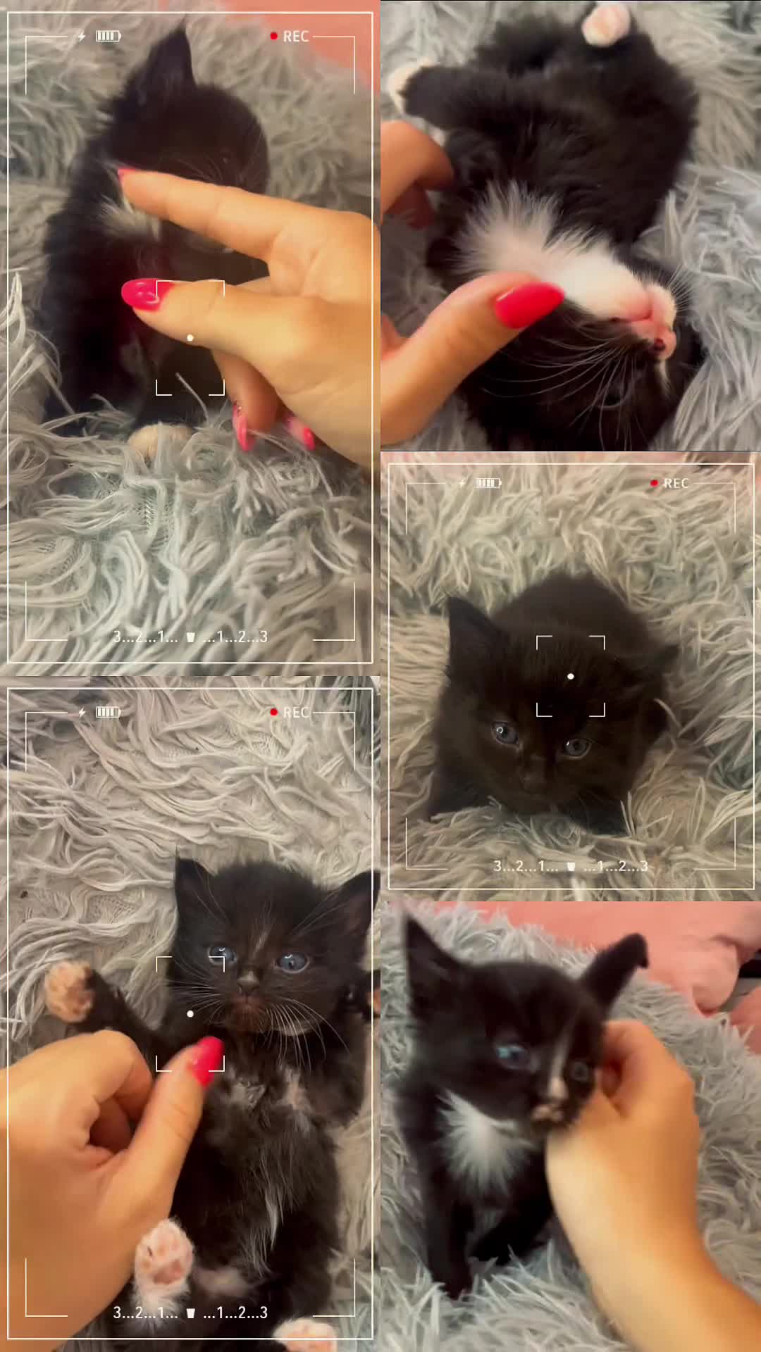 Mixed Breed cats for sale: Fluffy kittens - Video 1