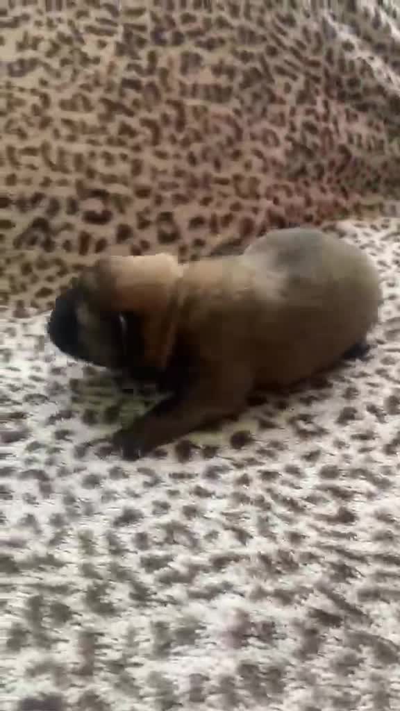 Chow Chow dogs for sale: Choclate/lilac Chow chow puppies - Video 3