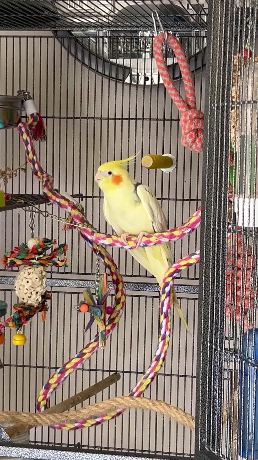 Cockatiels birds for sale: Loving male cockatiel looking for home in Reading - Video 1