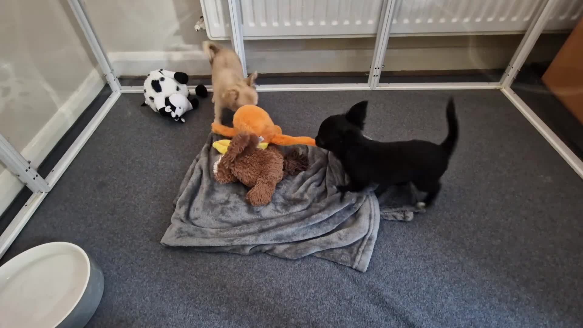 Chihuahua dogs for sale: REDUCED Chihuahua Puppies READY NOW - Video 1