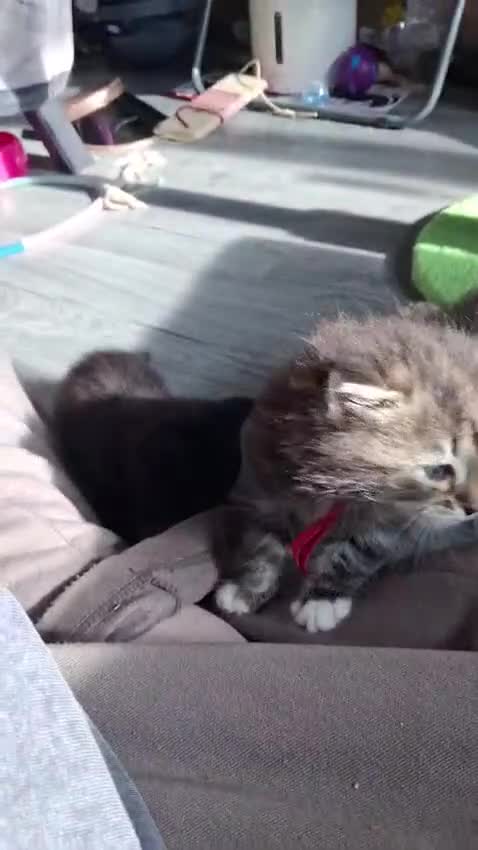 Norwegian Forest Cat cats for sale: Little kitten  - Video 1