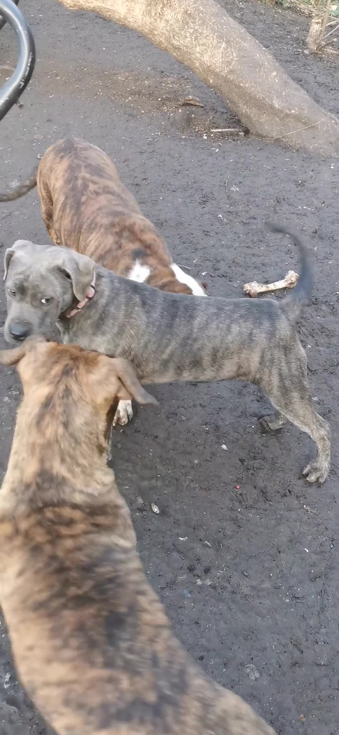 Mixed Breed dogs for sale: American bulldog mastiff cross puppies for sale - Video 3