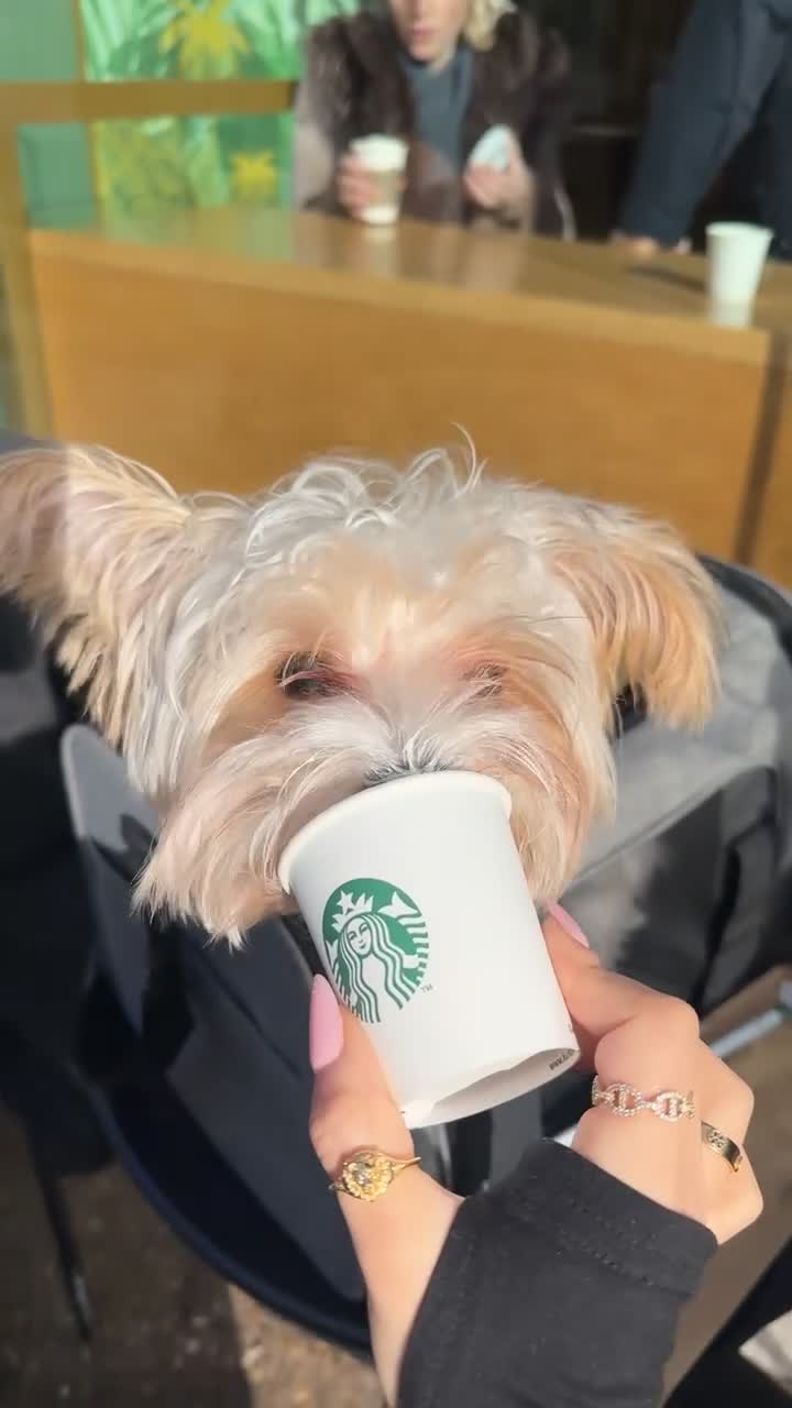 Biewer Terrier dogs for sale: Biewer terrier puppy  - Video 1