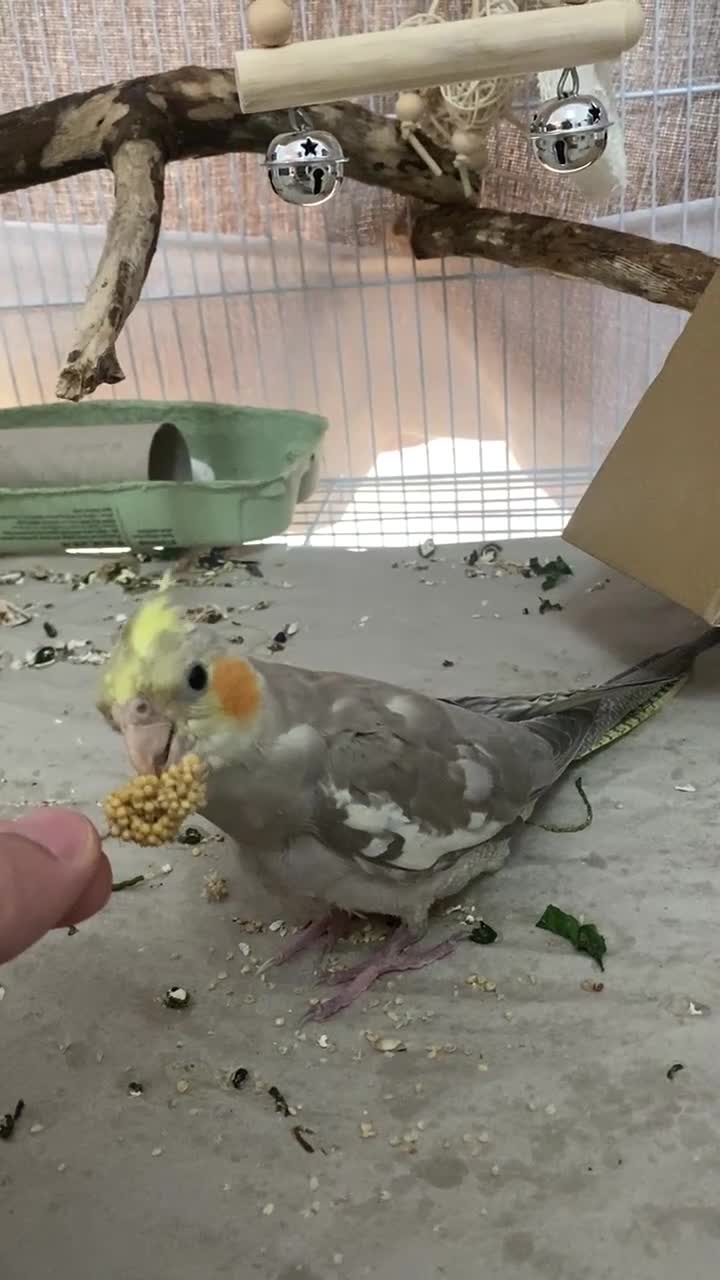 Cockatiels birds for sale: Lovely cockatiel  - Video 1