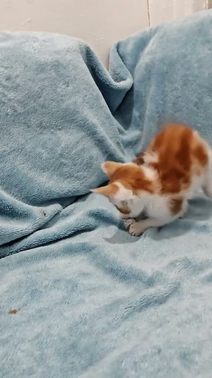 Mixed Breed cats for sale: Beautiful FLUFFY kittens VIDEOS - Video 2