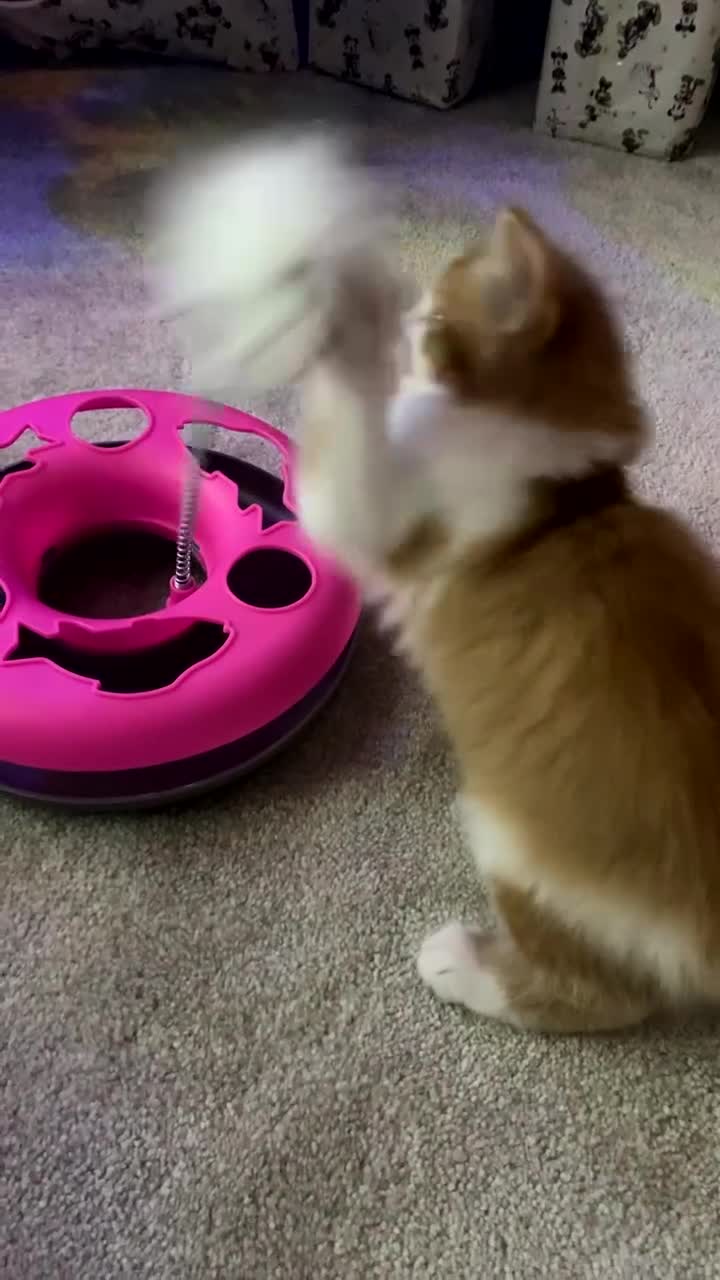 British Longhair cats for sale: 9 week old kitten  - Video 2