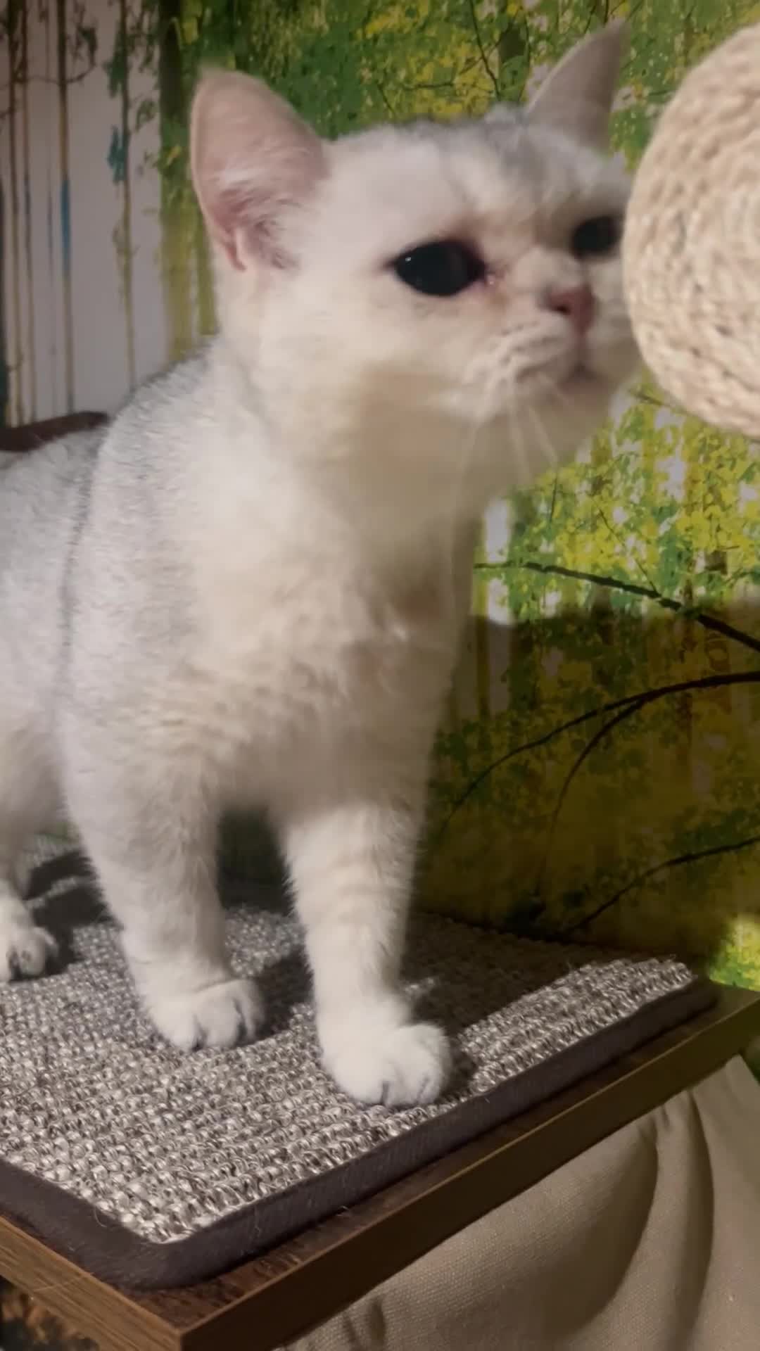 British Shorthair cats for sale: Beautiful Silver Tipped British Shorthair - Video 2