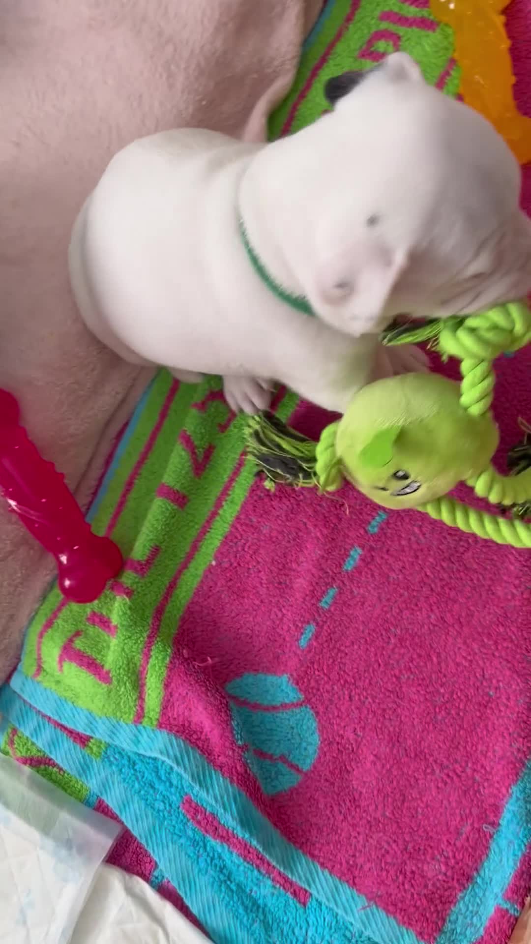Staffordshire Bull Terrier dogs for sale: Beautiful Staffordshire bull terrier pups - Video 1