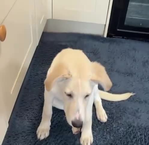 Mixed Breed dogs for adoption: Majestic Scoopy 5 mth Lab cross Shepperd  - Video 1