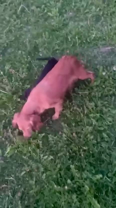 Cocker Spaniel dogs for sale:  🐾One beautiful Kc fully vaccinated Girl now 🐾 - Video 1