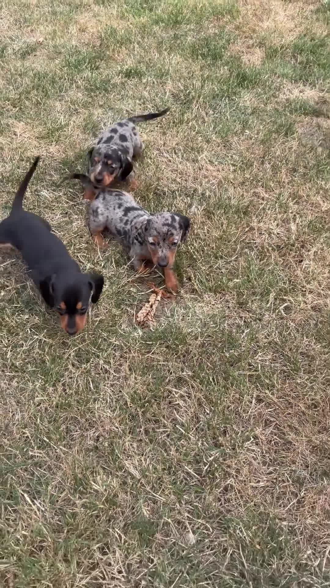 Miniature Dachshund dogs for sale: Miniature Dachshund Puppies  - Video 1