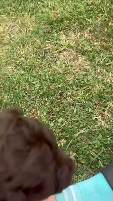 Cockapoo dogs for sale: Stunning F1b petite Cockerpoos.  - Video 4