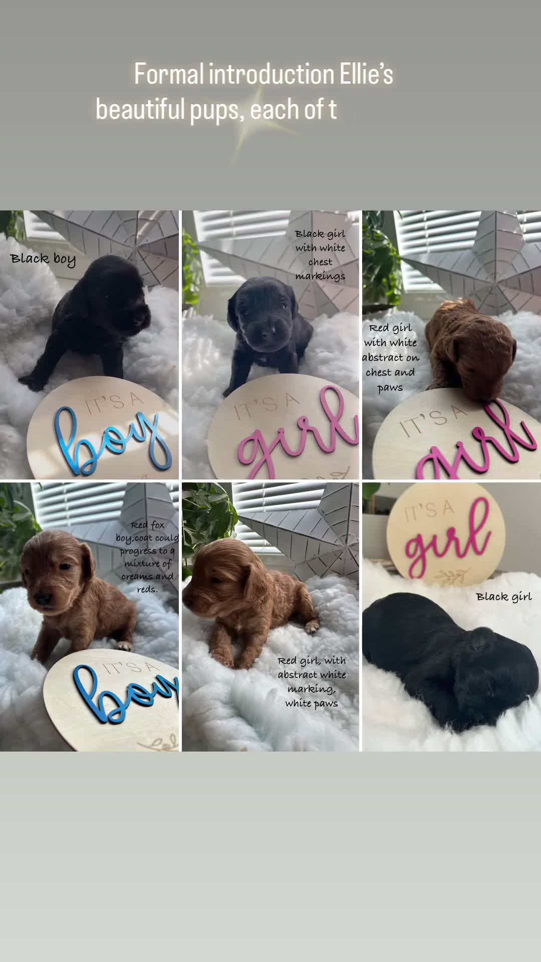 Australian Labradoodle dogs for sale: Beautiful Australian Labradoodle Pups  - Video 1