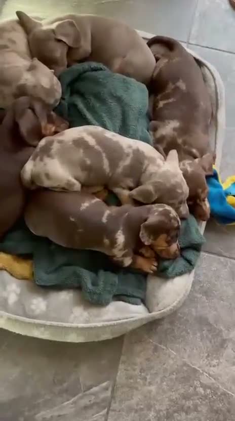 Miniature Dachshund dogs for sale: Beautiful miniatures  - Video 1