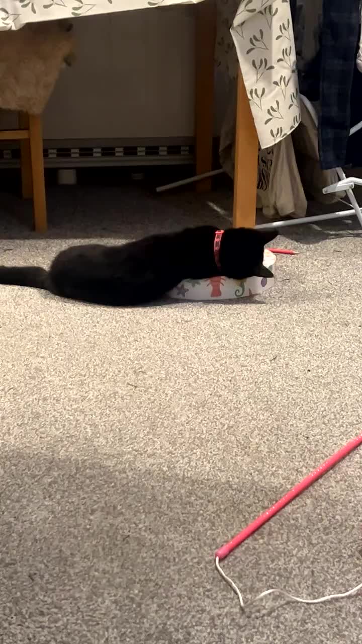 Domestic Shorthair cats for sale: Binx - Domestic Shorthair for sale in Colchester - Video 1