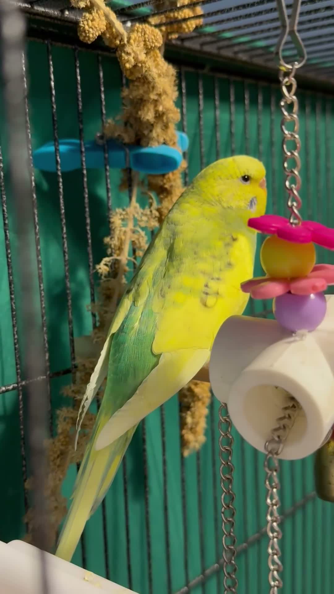 Budgerigars birds for sale: • Bonded pair — male & female young runcorn   ✅ - Video 4