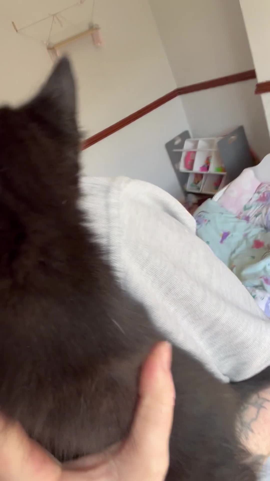 Mixed Breed cats for sale: bengal/tabby X Maine coone kittens  in Brighton - Video 1