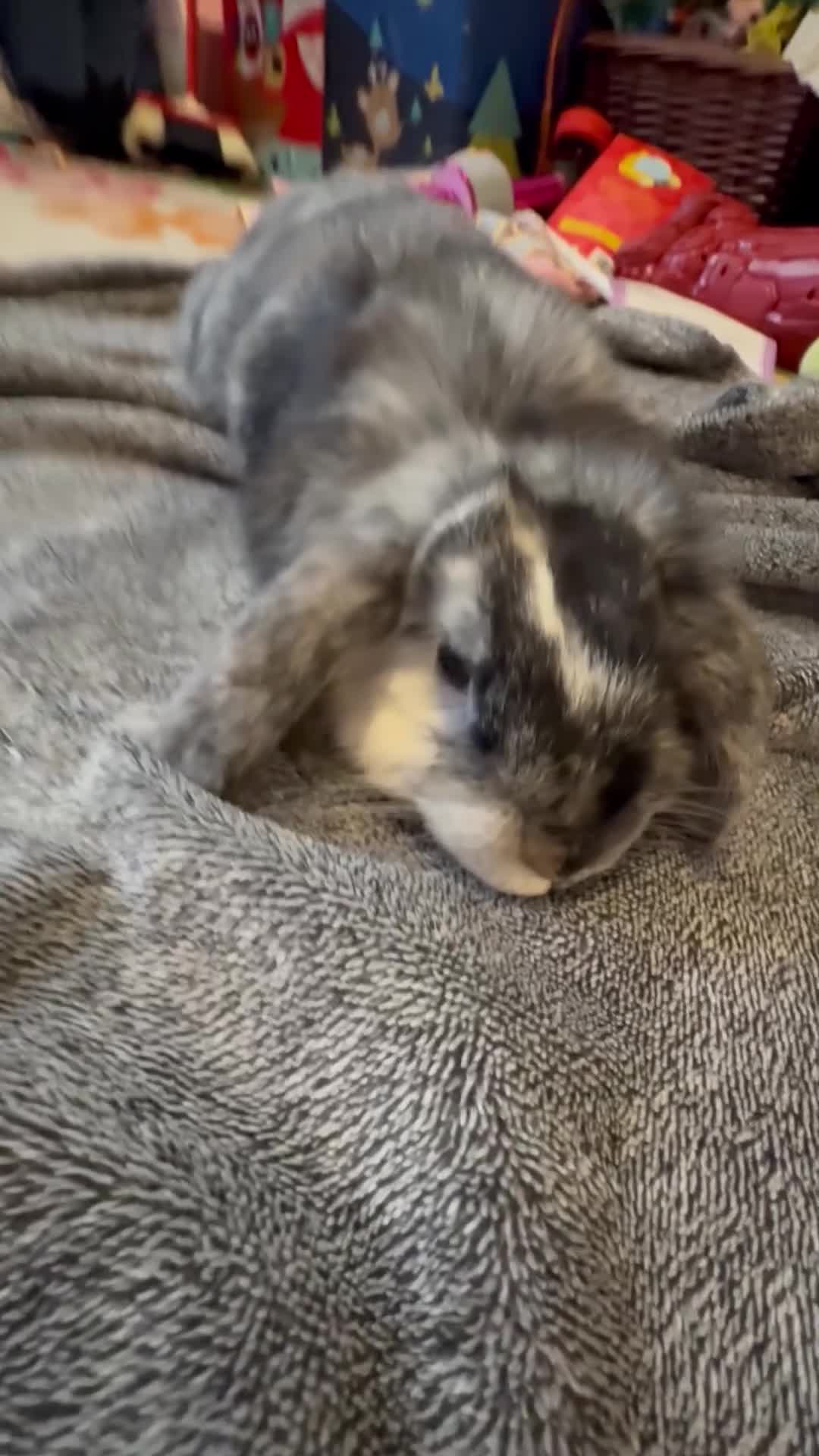 Mini Lop rabbits for sale: 8 month old lop - Video 2