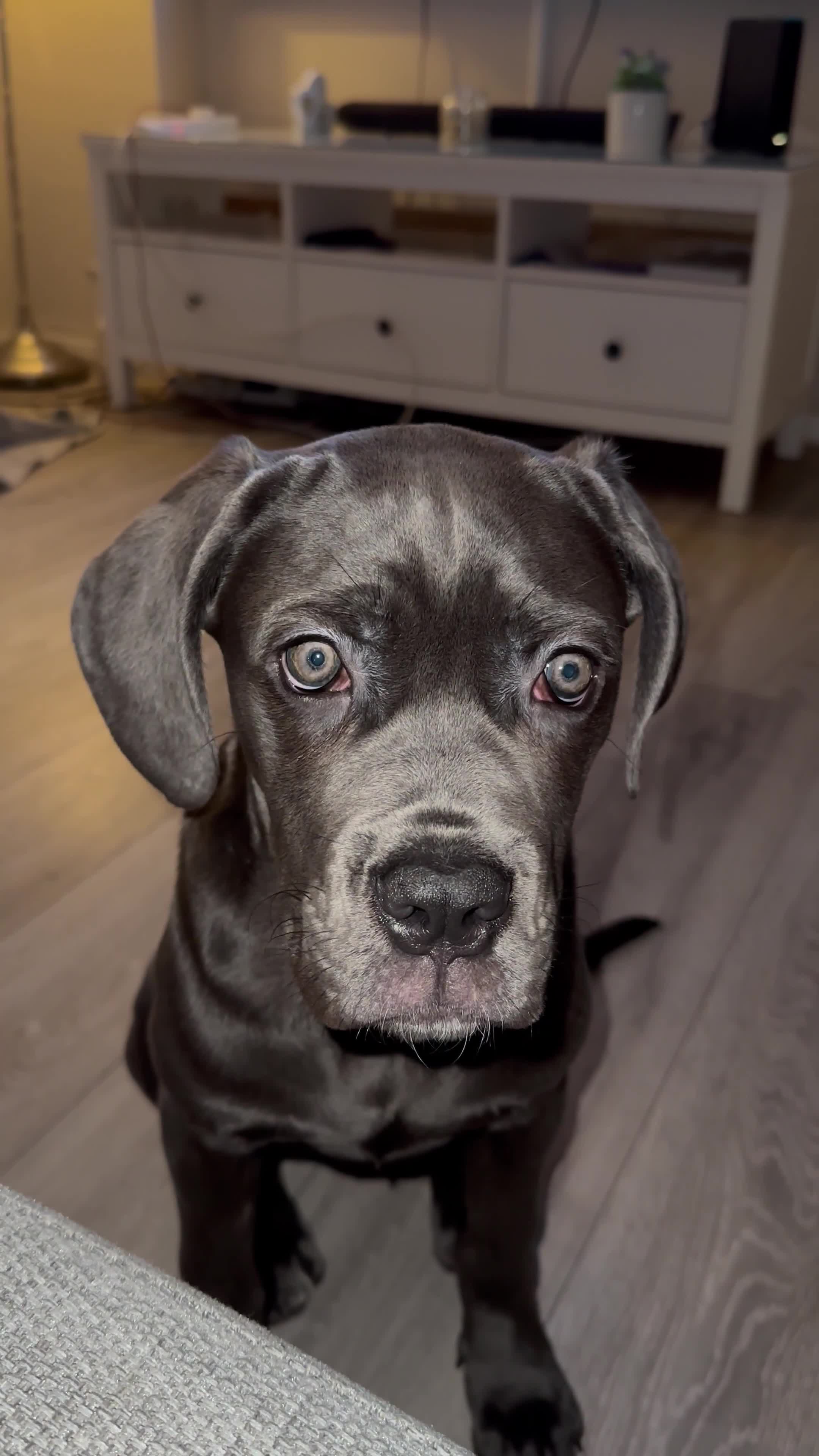 Cane Corso dogs for sale: Nellie 11 month old cane corso  - Video 2