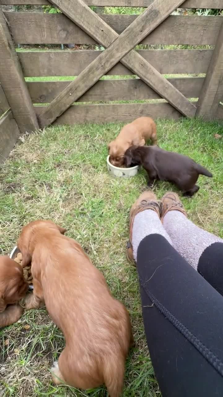 Cocker Spaniel dogs for sale: Cocker Spaniel Puppies Available  in Thirsk - Video 2