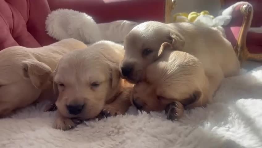 Golden Retriever dogs for sale: Beautiful Golden Retriever Puppies - Video 2